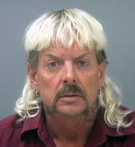 Tiger Felon